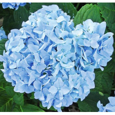 Гортензия крупнолистная Mini Penny (Мини Пенни)