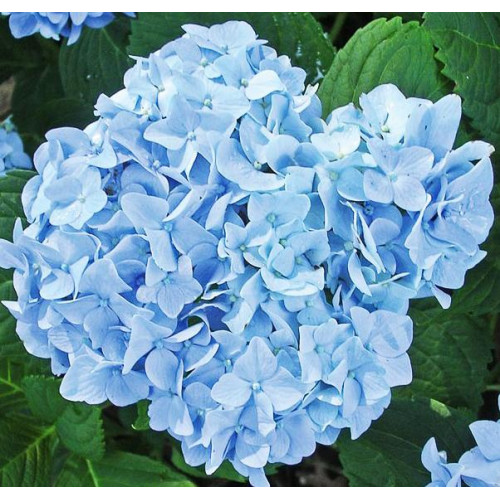 Гортензия крупнолистная Mini Penny (Мини Пенни) Гортензия крупнолистная Mini Penny (Мини Пенни)