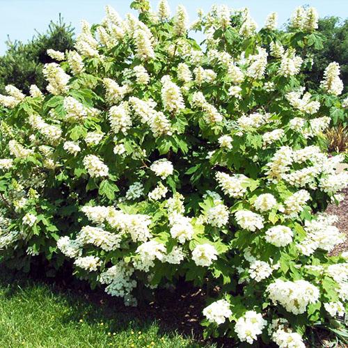 Гортензия дуболистная Alice (Алиса) Гортензия дуболистная Alice (Алиса)