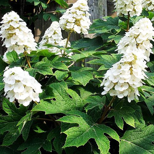 Гортензия дуболистная Alice (Алиса) Гортензия дуболистная Alice (Алиса)