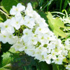 Гортензия дуболистная Snow Giant (Снежный гигант) Гортензия дуболистная Snow Giant (Снежный гигант)