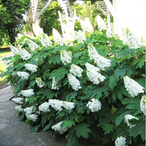 Гортензия дуболистная Snow Giant (Снежный гигант) Гортензия дуболистная Snow Giant (Снежный гигант)