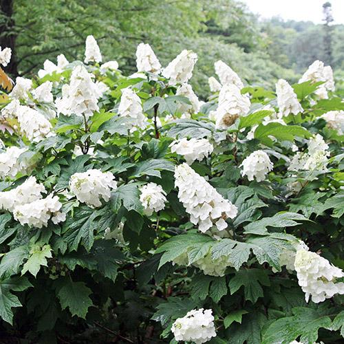 Гортензия дуболистная Snow Giant (Снежный гигант) Гортензия дуболистная Snow Giant (Снежный гигант)