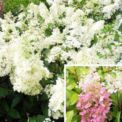 Гортензия метельчатая Candlelight, Гортензия метельчатая Candlelight,