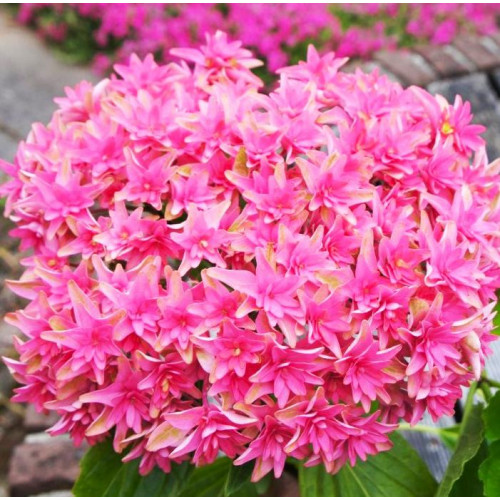 Гортензия крупнолистная Princess Diana (Принцесса Диана) Гортензия крупнолистная Princess Diana (Принцесса Диана)