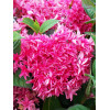 Гортензия крупнолистная Princess Diana (Принцесса Диана) Гортензия крупнолистная Princess Diana (Принцесса Диана)