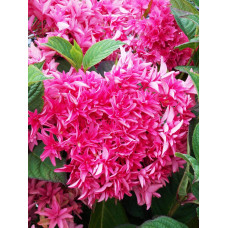 Гортензия крупнолистная Princess Diana (Принцесса Диана)