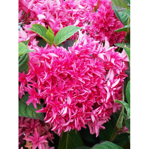 Гортензия крупнолистная Princess Diana (Принцесса Диана) Гортензия крупнолистная Princess Diana (Принцесса Диана)