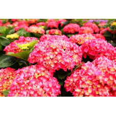 Гортензия крупнолистная Schone Bautzerin