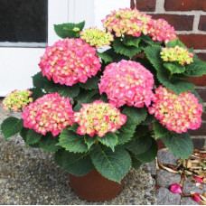 Гортензия крупнолистная Schone Bautzerin