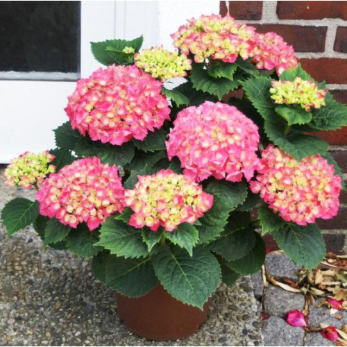 Гортензия крупнолистная Schone Bautzerin Гортензия крупнолистная Schone Bautzerin