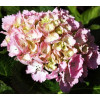 Гортензия крупнолистная Sinderella (Синдерела) Гортензия крупнолистная Sinderella (Синдерела)
