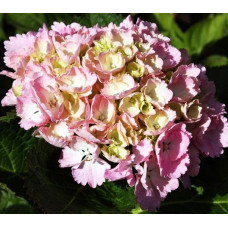 Гортензия крупнолистная Sinderella (Синдерела)