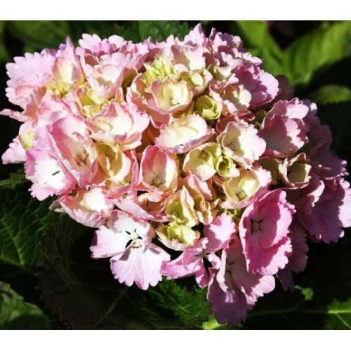 Гортензия крупнолистная Sinderella (Синдерела) Гортензия крупнолистная Sinderella (Синдерела)