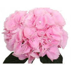 Гортензия крупнолистная Sinderella (Синдерела)