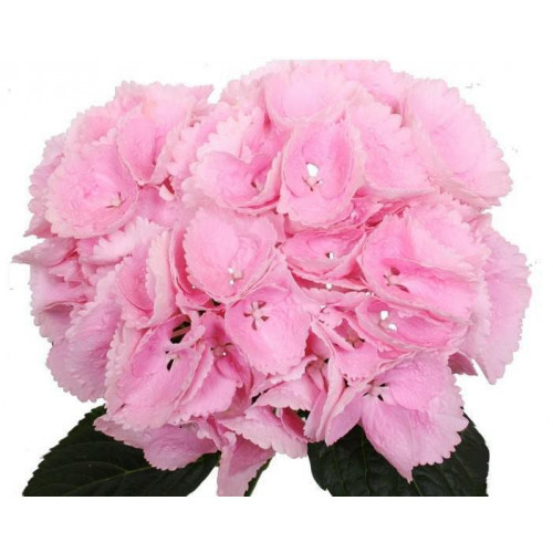 Гортензия крупнолистная Sinderella (Синдерела) Гортензия крупнолистная Sinderella (Синдерела)