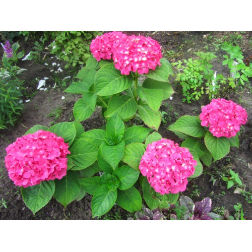 Гортензия крупнолистная Yola (Йола) Гортензия крупнолистная Yola (Йола)