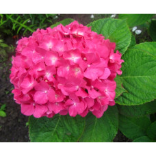 Гортензия крупнолистная Yola (Йола)