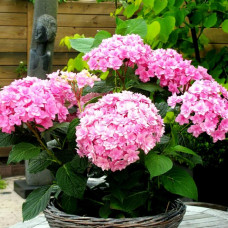 Гортензия крупнолистная Perfection (Перфекшен)