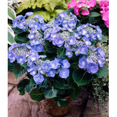 Гортензия крупнолистная Teller blue