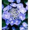 Гортензия крупнолистная Teller blue Гортензия крупнолистная Teller blue