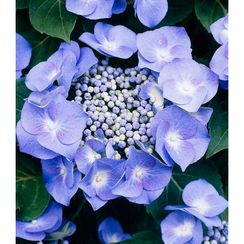 Гортензия крупнолистная Teller blue Гортензия крупнолистная Teller blue