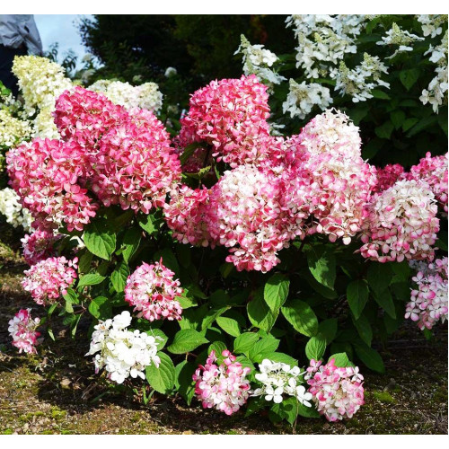 Гортензия метельчатая Diamand Rouge Гортензия метельчатая Diamand Rouge