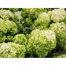 Гортензия метельчатая Diamantino (Диамантино)