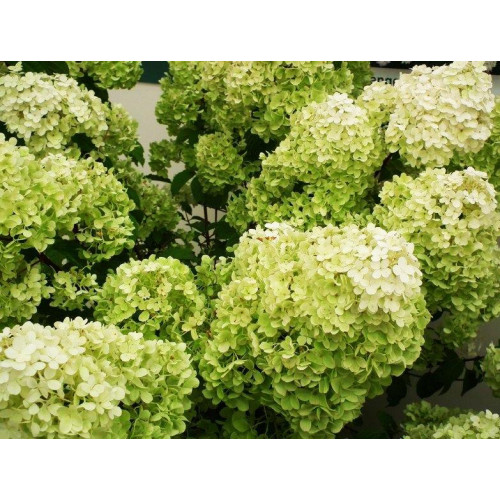 Гортензия метельчатая Diamantino (Диамантино) Гортензия метельчатая Diamantino (Диамантино)