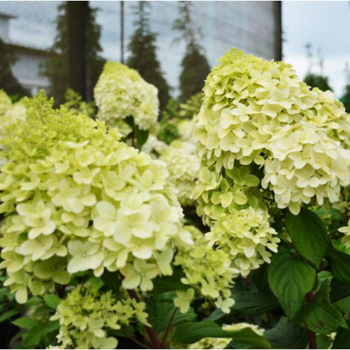 Гортензия метельчатая Diamantino (Диамантино) Гортензия метельчатая Diamantino (Диамантино)