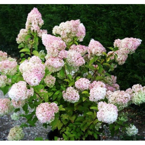 Гортензия метельчатая Diamantino (Диамантино) Гортензия метельчатая Diamantino (Диамантино)