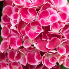 Гортензия крупнолистная Tivoli (Тиволи)