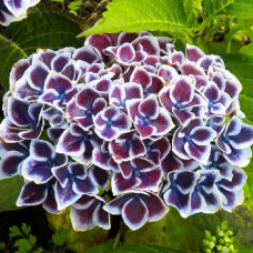 Гортензия крупнолистная Tivoli (Тиволи)