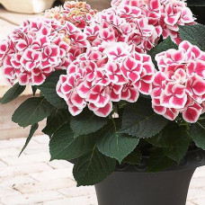 Гортензия крупнолистная Tivoli (Тиволи)