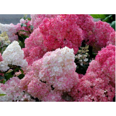 Гортензия Sundae Fraise