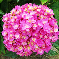 Гортензия крупнолистная You and Me Together