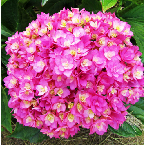 Гортензия крупнолистная You and Me Together Гортензия крупнолистная You and Me Together