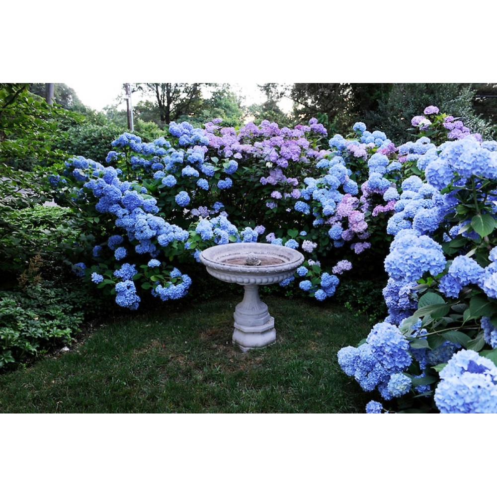 Гортензия крупнолистная Nikko Blue (Никко Блу) купить саженцы почтой из ...