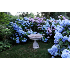 Гортензия крупнолистная Nikko Blue (Никко Блу)