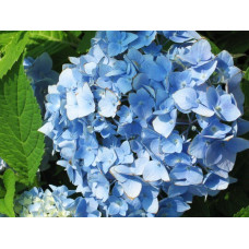 Гортензия крупнолистная Nikko Blue (Никко Блу)