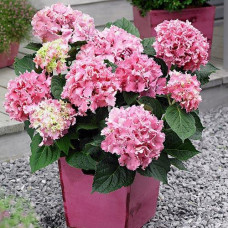 Гортензия крупнолистная Spike (Спайк)