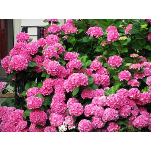 Гортензия крупнолистная Bouguet Rose Гортензия крупнолистная Bouguet Rose