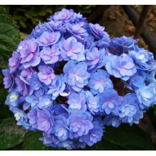 Гортензия крупнолистная You and Me Together