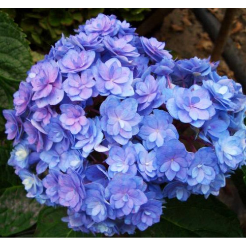 Гортензия крупнолистная You and Me Together Гортензия крупнолистная You and Me Together