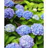Гортензия крупнолистная Forever Ever Blue Гортензия крупнолистная Forever Ever Blue