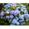 Гортензия крупнолистная Forever Ever Blue Гортензия крупнолистная Forever Ever Blue