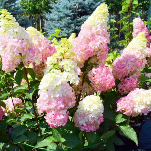 Гортензия метельчатая Fraise Melba (Фрайз Мельба) Гортензия метельчатая Fraise Melba (Фрайз Мельба)