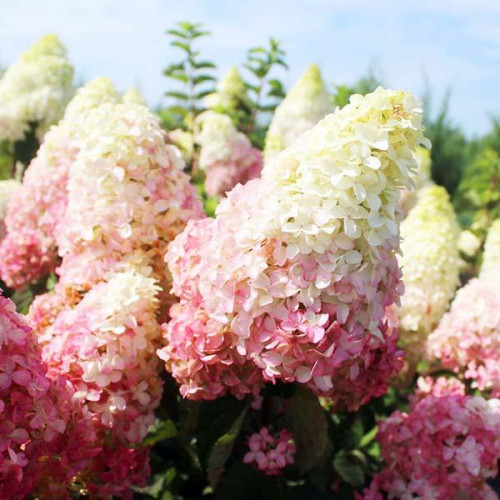 Гортензия метельчатая Fraise Melba (Фрайз Мельба) Гортензия метельчатая Fraise Melba (Фрайз Мельба)