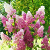 Гортензия метельчатая Fraise Melba (Фрайз Мельба) Гортензия метельчатая Fraise Melba (Фрайз Мельба)