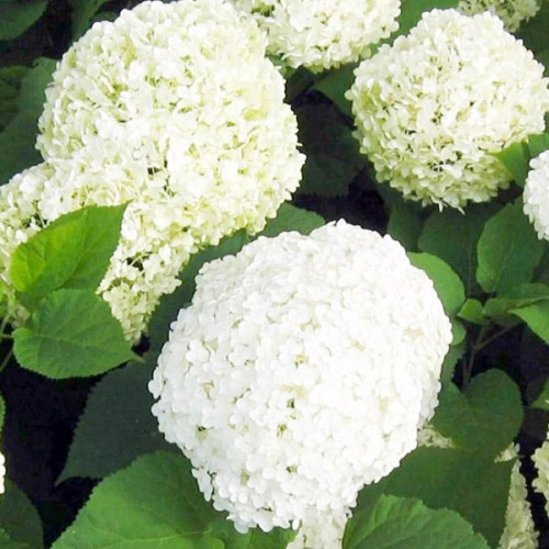Гортензия древовидная Bounty (Баунти) Гортензия древовидная Bounty (Баунти)